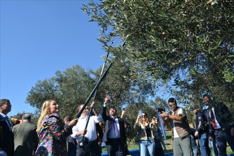 Festival Kapsamında Sembolik Zeytin Hasadı Yapıldı