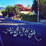 Bodrum Bitez